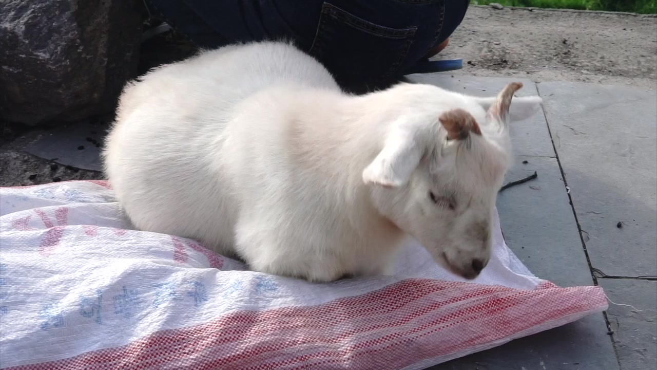 【羊片】7分钟搞笑长片!跟12一起108种姿势午睡