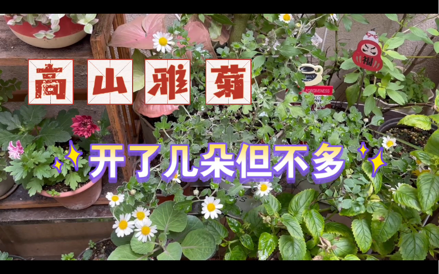 【楼底小花园】我觉得开多了就会好看吧 高山雅菊哔哩哔哩bilibili