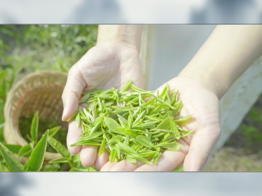 “祁红特绝群芳最,清誉高香不二门”祁门红茶红茶中的极品,美称“红茶皇后”.哔哩哔哩bilibili