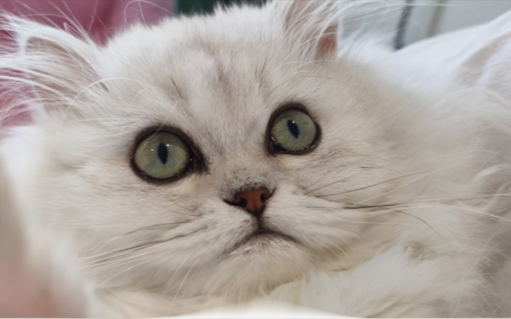 小夹子猫咪哼唧唧纯享版