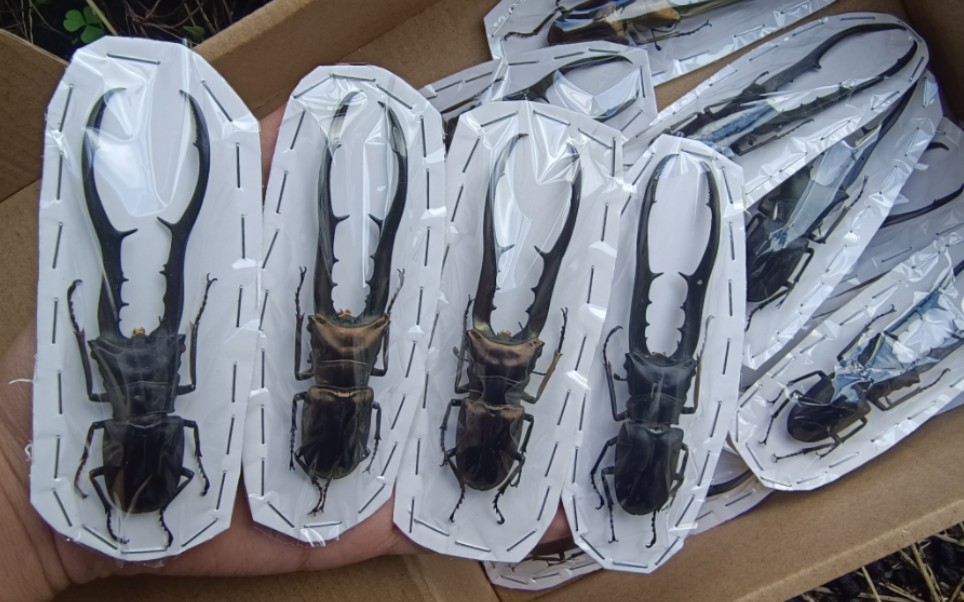 很漂亮的一种甲虫——美他力佛细身赤锹形虫