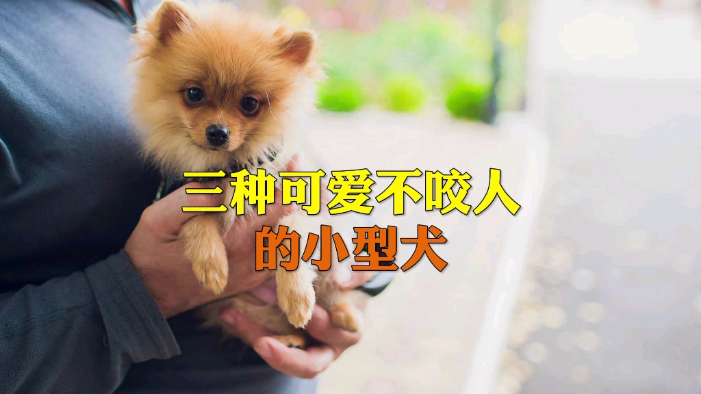 三种可爱不咬人的小型犬哔哩哔哩bilibili