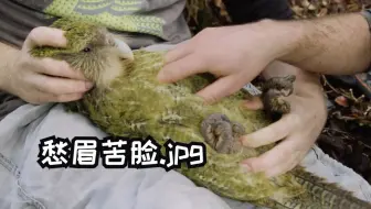 【鸮鹦鹉】野生绿色走地鸡的年度健康检查！