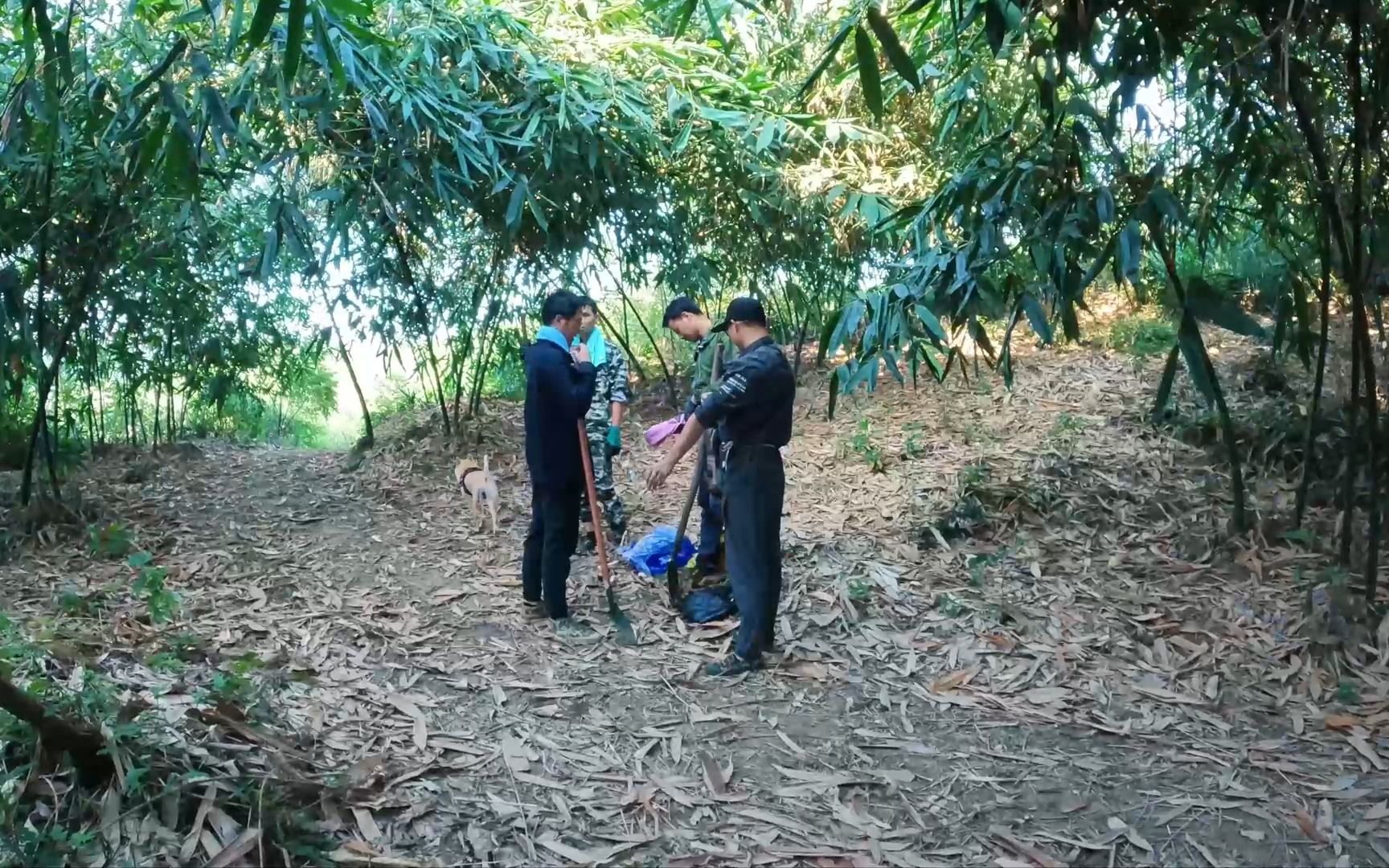 茗程进山铲笋第五天,今天要铲1万根笋子,任务十分艰巨哔哩哔哩bilibili