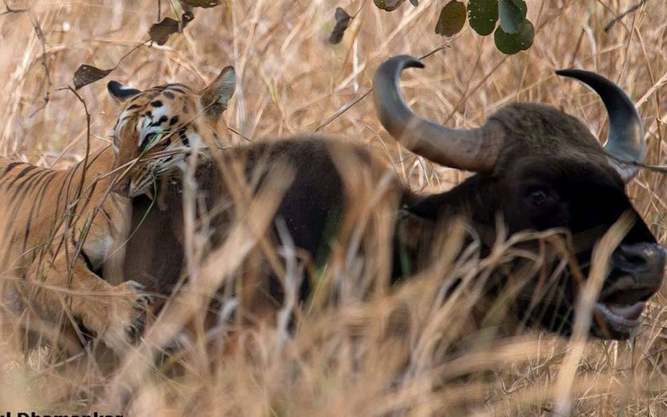 塔多巴雌虎玛雅捕杀白肢野牛