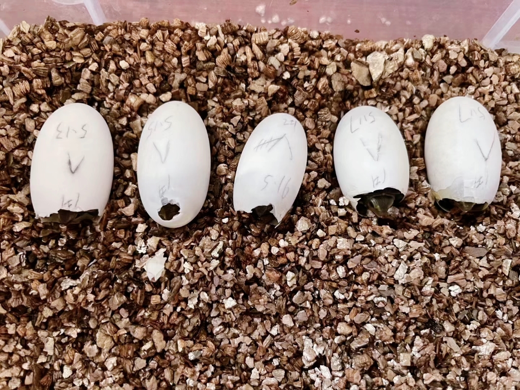 今年预定的黄缘蛋大概7.18号开始陆续发货