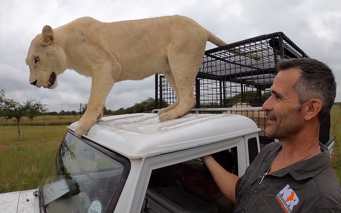 活动作品白狮托尔家族的狮语听力考试