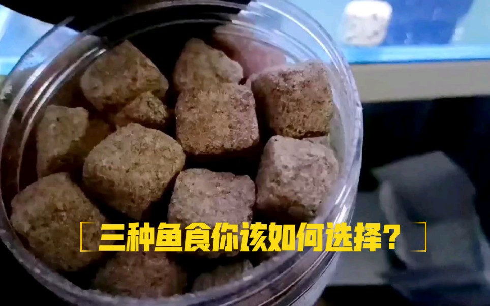 三种饲料鱼食你该如何选择,我是这样选的!哔哩哔哩bilibili