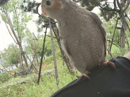 和鸟宝一起避雨,他充满了好奇哔哩哔哩bilibili