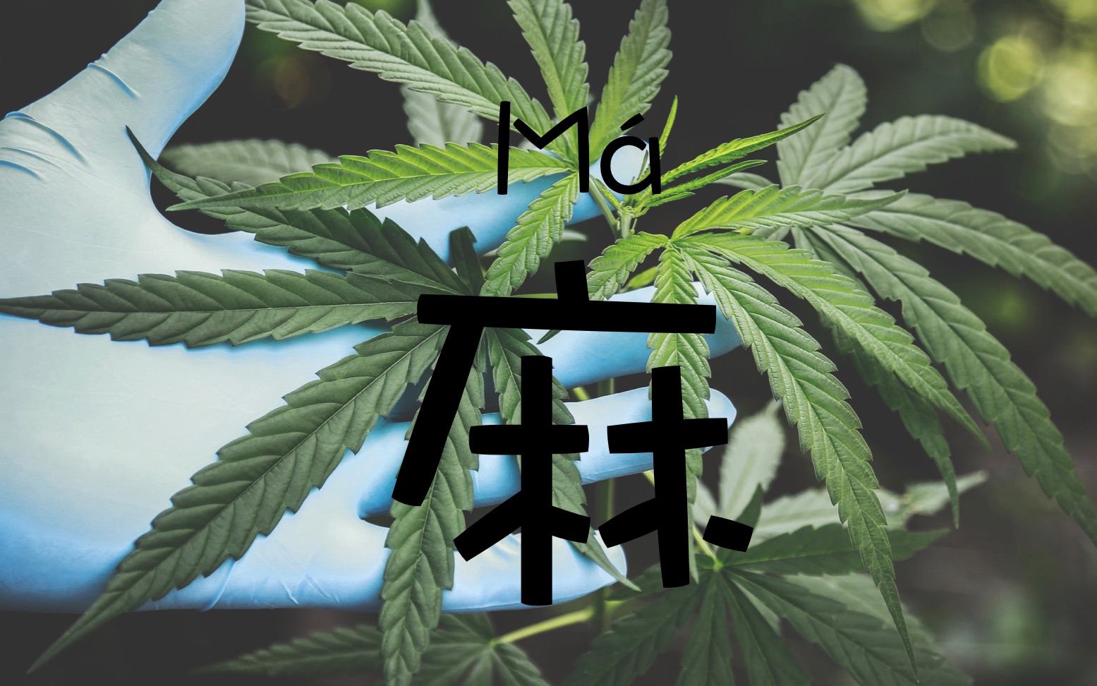 麻字_哔哩哔哩_bilibili