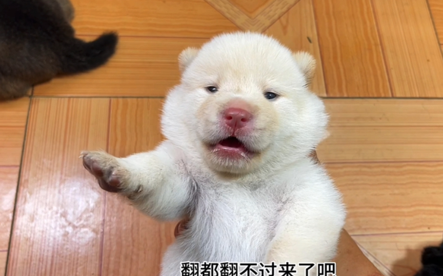 听了一早上的小奶狗叫声