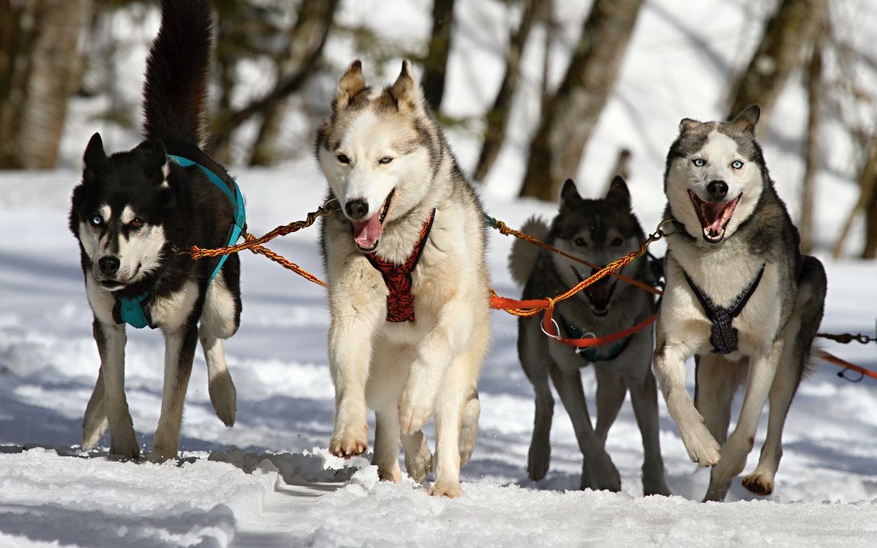 狗叫声 哈士奇叫声 Dog barking husky barking哔哩哔哩bilibili