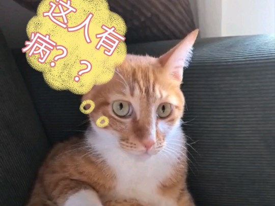 猫:不是,这人有病??哔哩哔哩bilibili