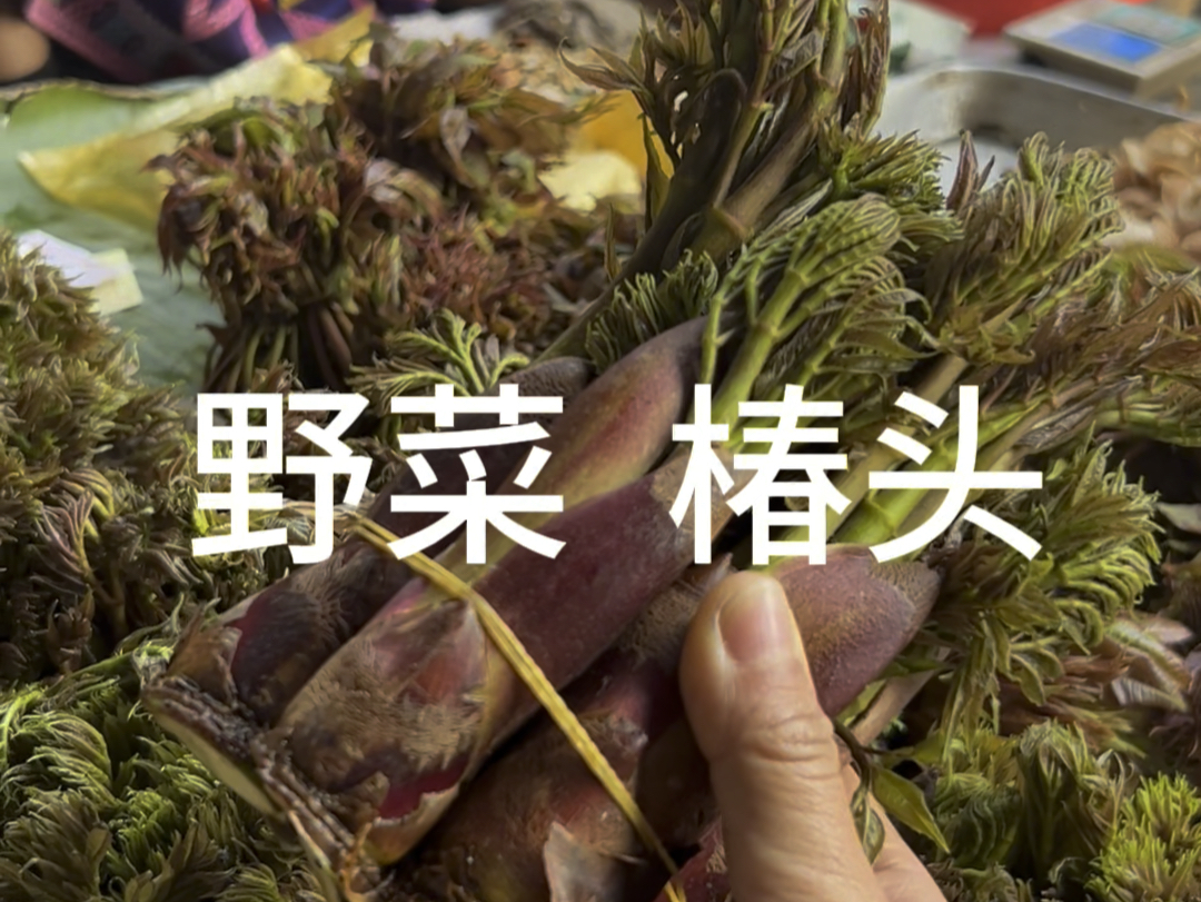 春天的第一把野菜椿头哔哩哔哩bilibili