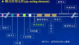 艾可生物化学第二十七期课程节选-顺式作用元件