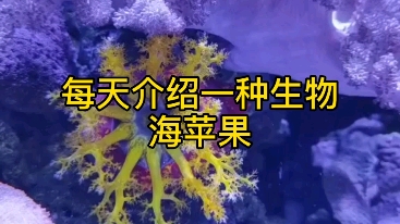 每天介绍一种生物海苹果哔哩哔哩bilibili