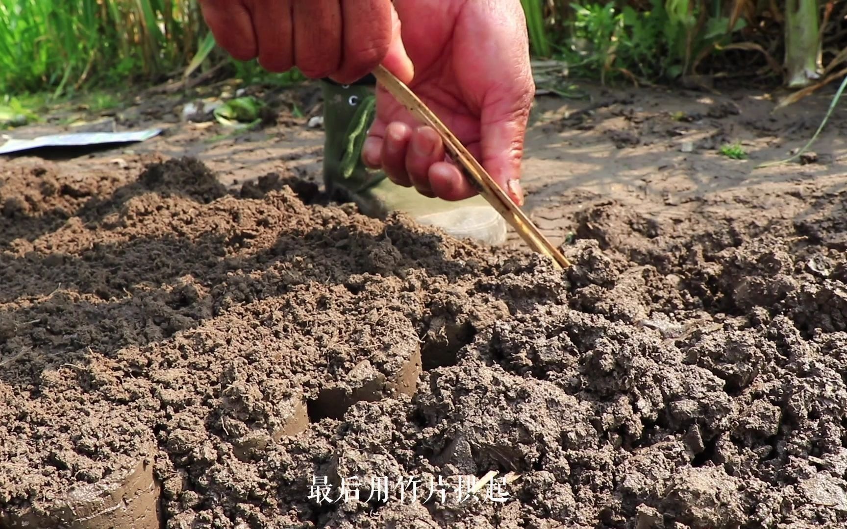 谷雨—玉米种植(孙晶晶、郝麟嘉、刘茜茹,指导老师:陈瑞娟)哔哩哔哩bilibili