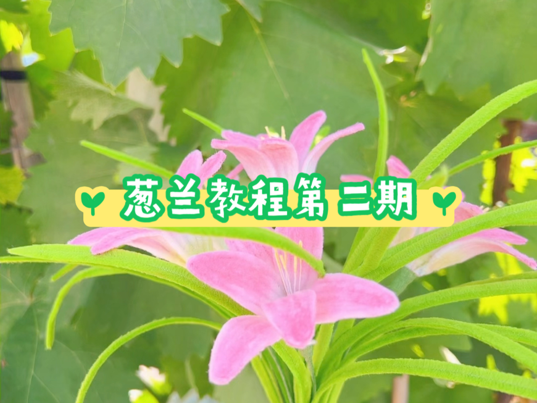 挑战用扭扭棒做1000种花卉(葱兰教程第二期)哔哩哔哩bilibili