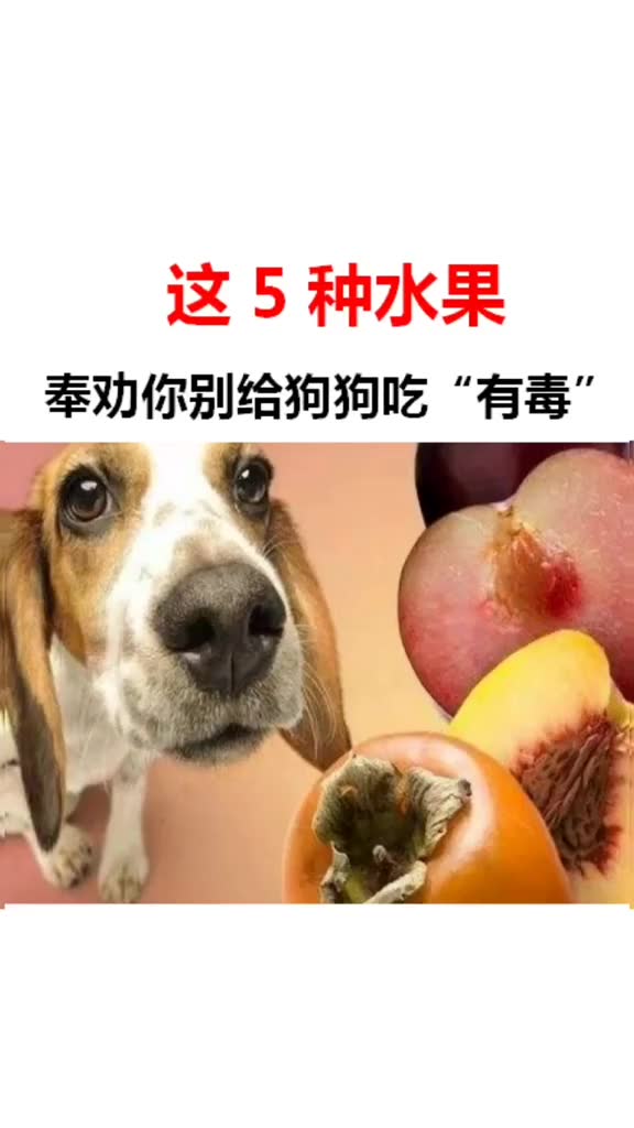 这5种食物不能给狗狗吃,非常容易让狗狗中毒哔哩哔哩bilibili