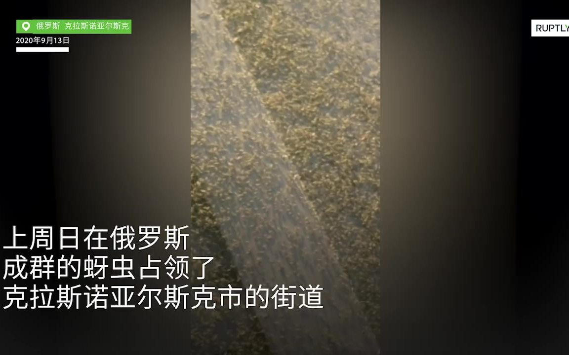 虫虫危机:俄罗斯一城市被成群蚜虫占领(无害)哔哩哔哩bilibili