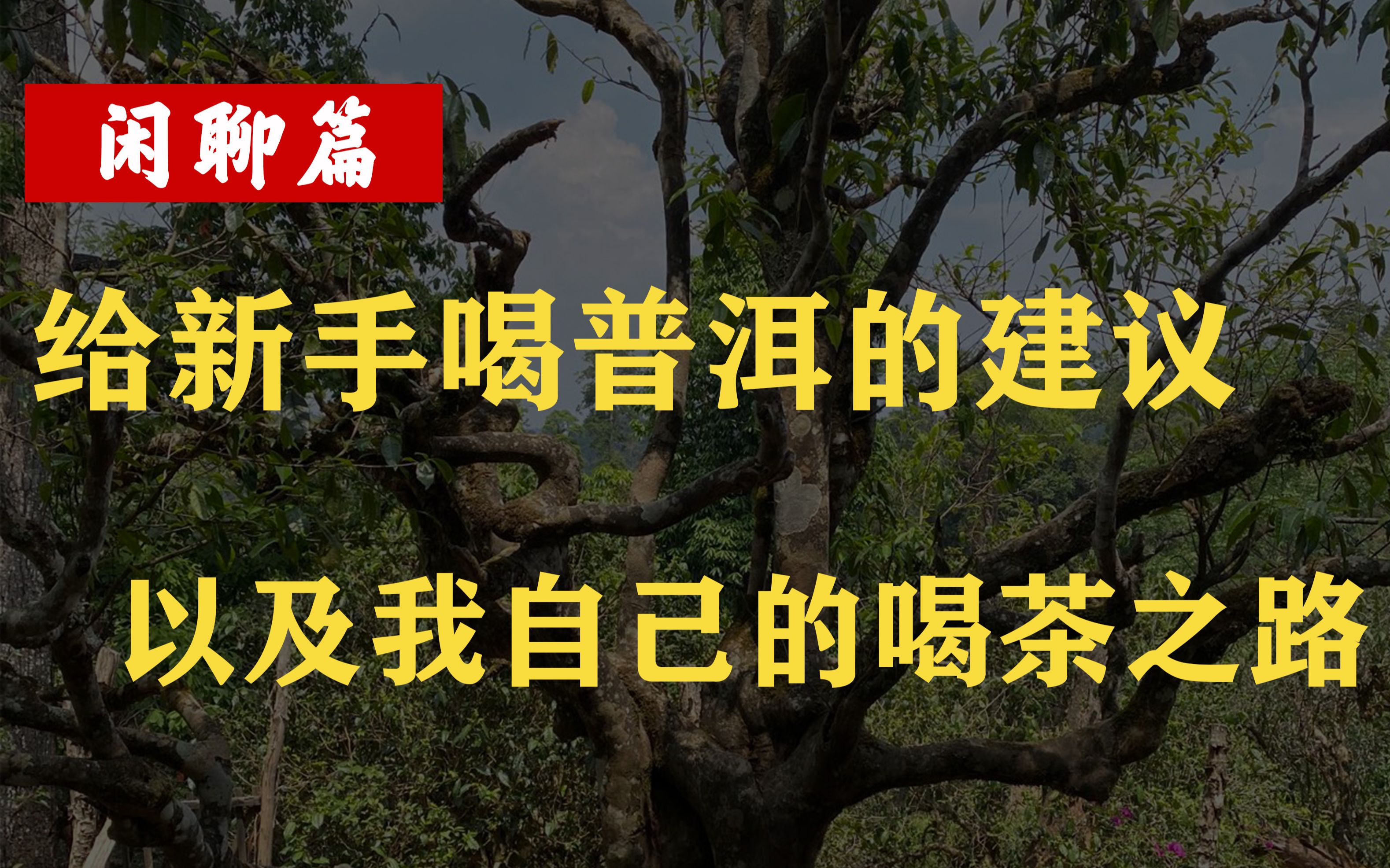 给新手喝普洱的建议,以及我自己学喝普洱的路.哔哩哔哩bilibili