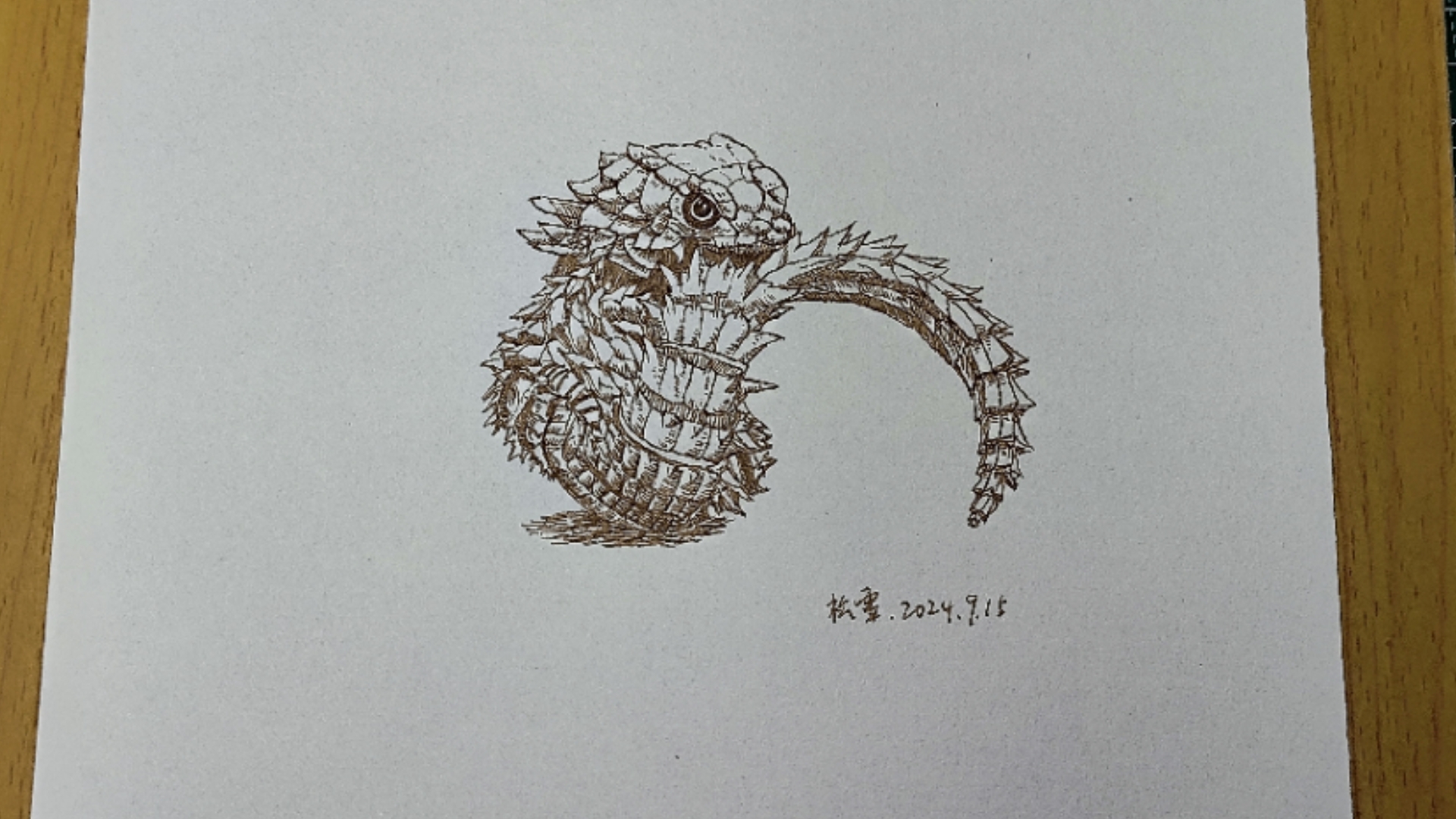 【练习199】南非犰狳蜥