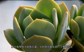 大型多肉植物 哔哩哔哩 Bilibili
