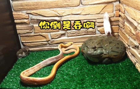 非洲牛蛙:蛇哥你先吃,我看会儿