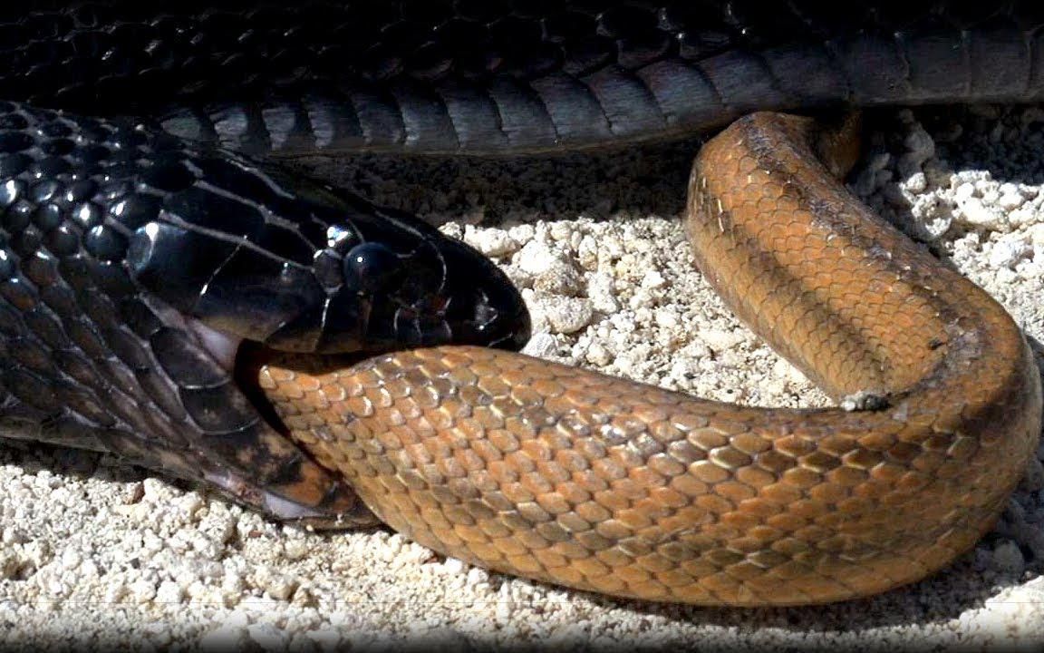 【森王】森王蛇猎杀鼠蛇_哔哩哔哩_bilibili