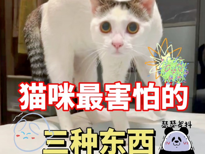 【猫咪最害怕的三个东西]养猫人必知哔哩哔哩bilibili