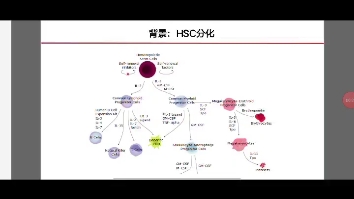 文献汇报PPT+造血干细胞衰老与基质细胞哔哩哔哩bilibili