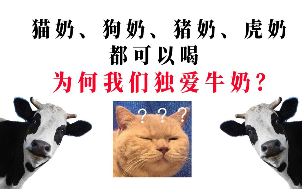 猪奶、狗奶、虎奶都可以喝,为何我们独爱牛奶?哔哩哔哩bilibili