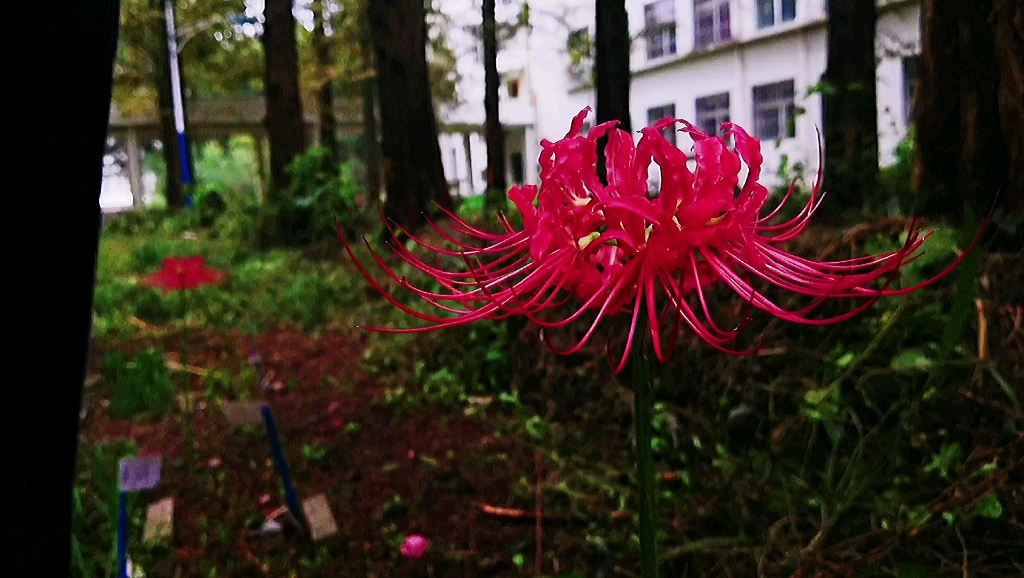 “彼岸花 ”花开千年 叶落千叶 花叶永不见哔哩哔哩bilibili