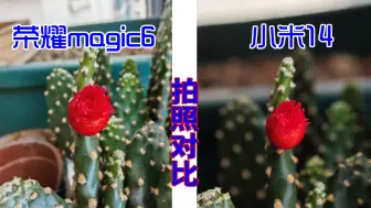 Download Video: 【拍照对比】荣耀magic6 VS 小米14