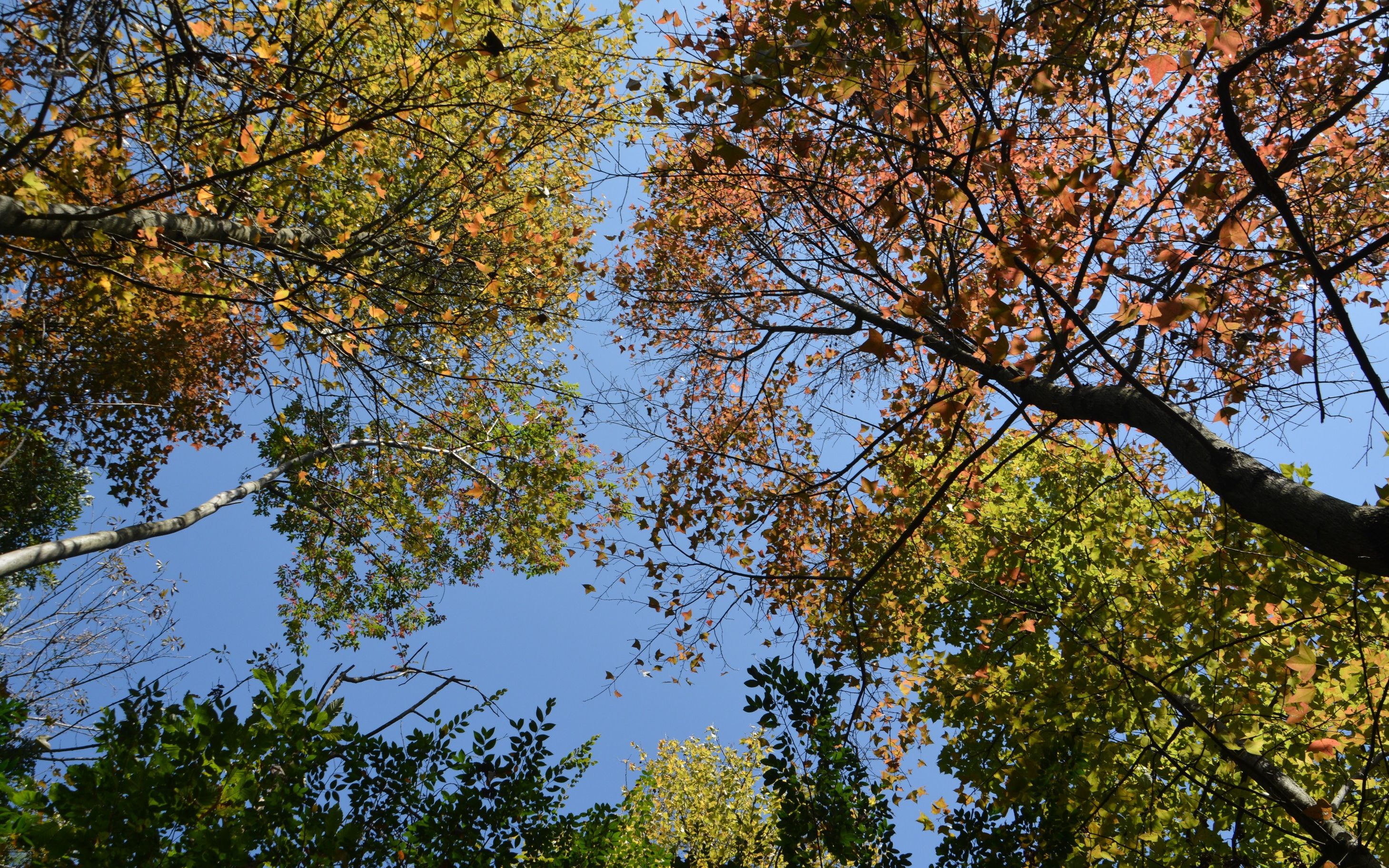 你见过秋末的枫香树吗?人间值得!