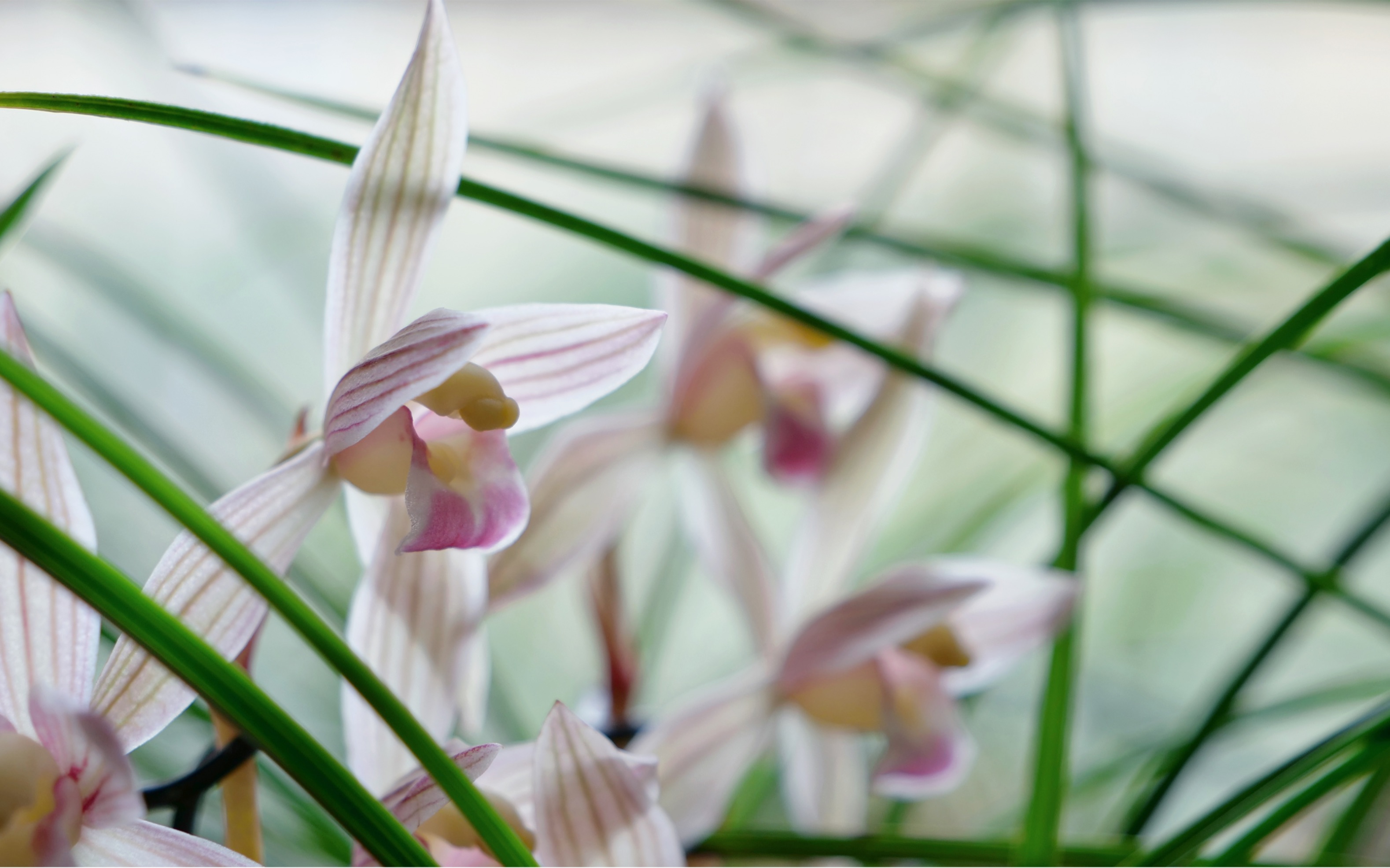 莲瓣兰水点桃花