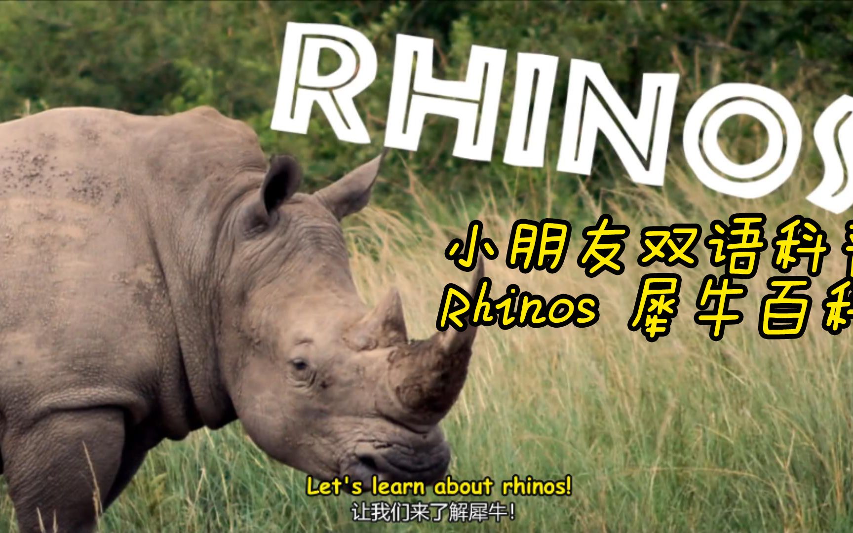 小朋友认识动物 犀牛双语科普 All About Rhinos for Kids哔哩哔哩bilibili