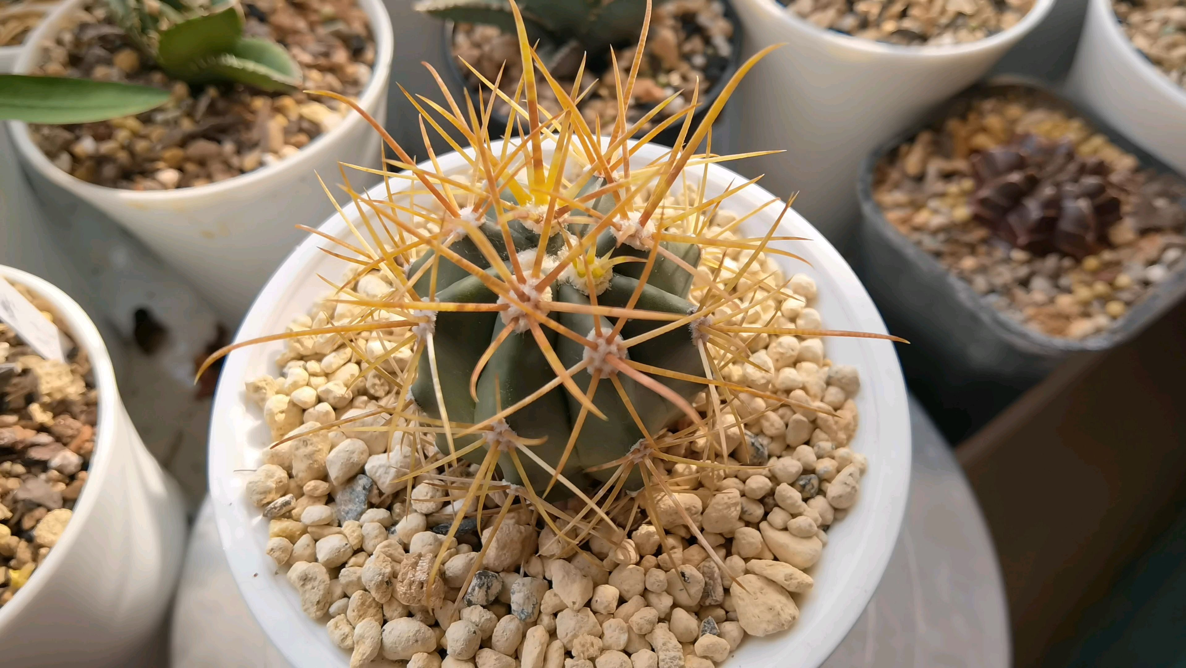 金冠龙 强刺球属