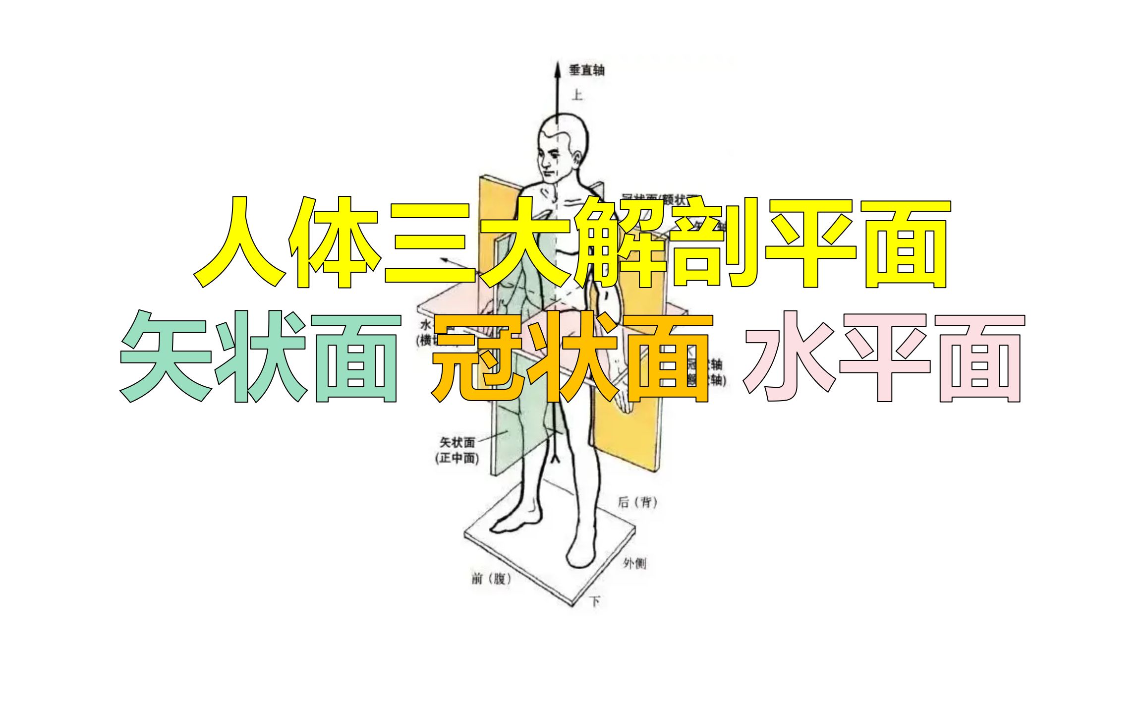 [图]三大解剖平面解析：矢状、冠状和水平面的运动活动