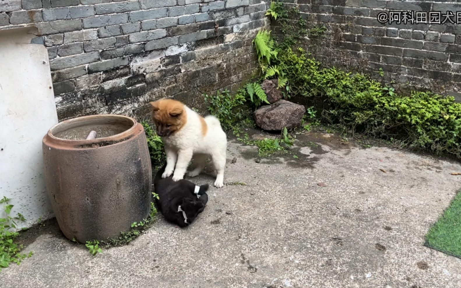 乡村偶遇极品田园小黑犬,熊巴头搭配小猫耳,体壮如牛哔哩哔哩bilibili