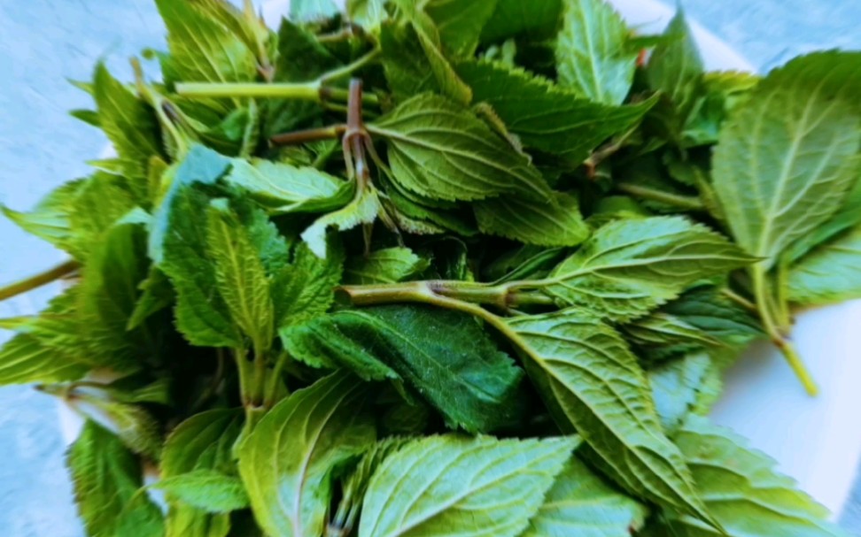 云南山茅野菜你知道哪几种