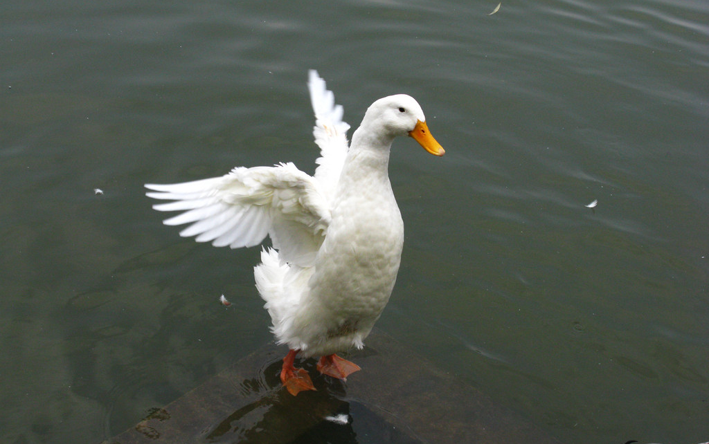 【挪威鸭】20170821 - 算了,内总别骂了