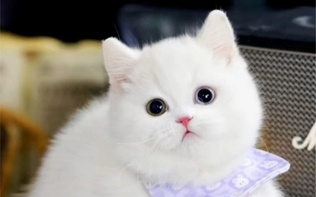 93今日份甜甜小三花已加载完毕