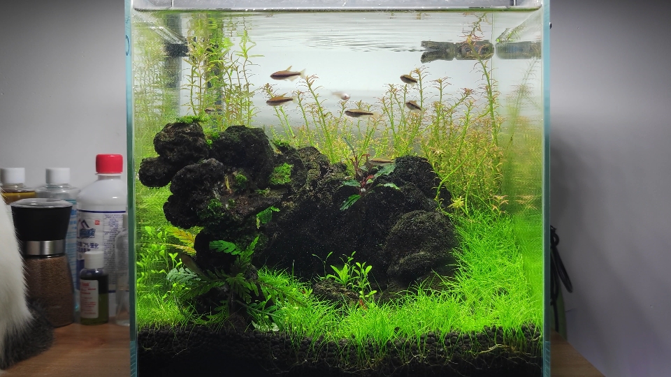 红头趴趴熊福利,水草需要打头了,看看鱼,听听轻音乐