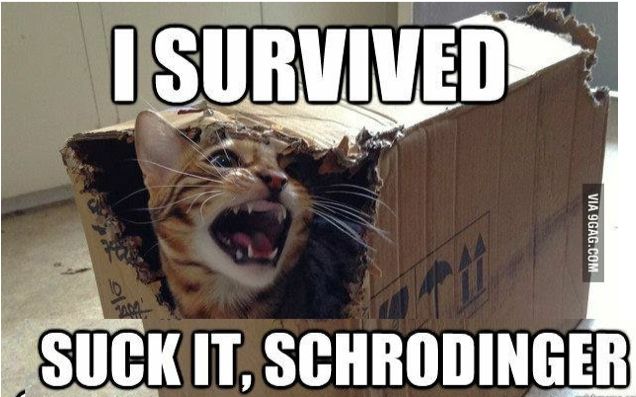 薛定谔的猫双语一死再死的喵星人谁才是杀死它的真凶