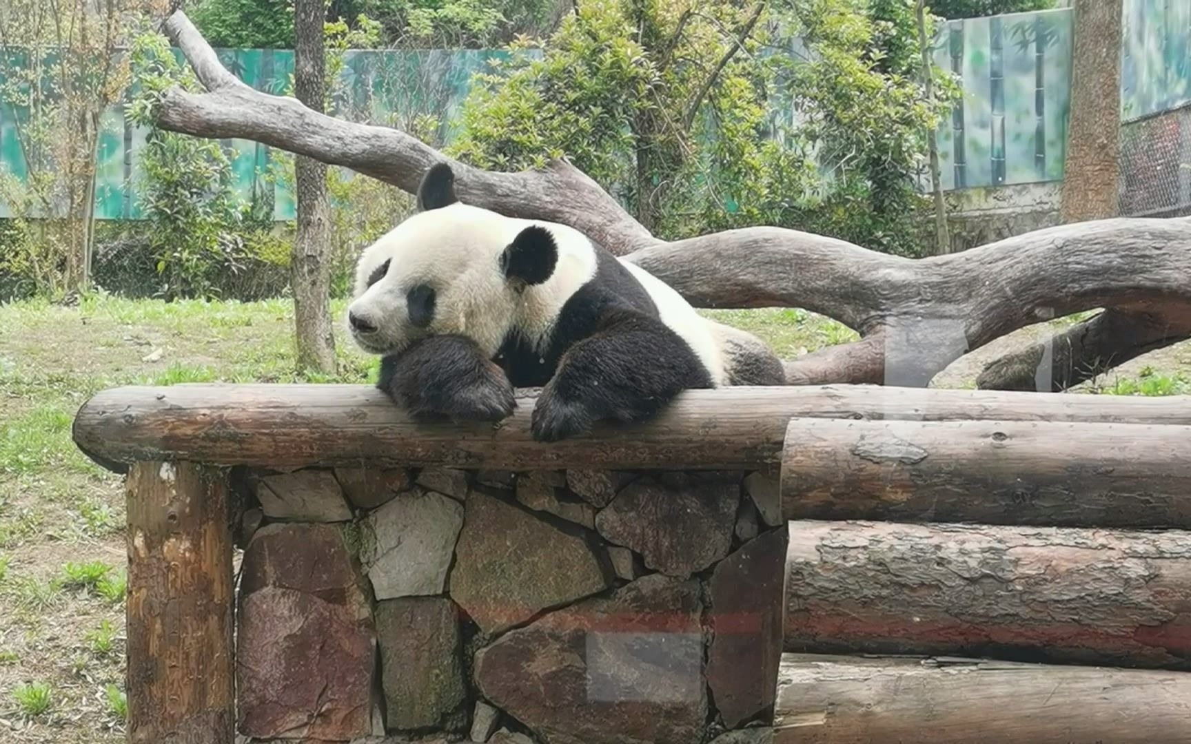 大熊猫的睡觉姿势图片