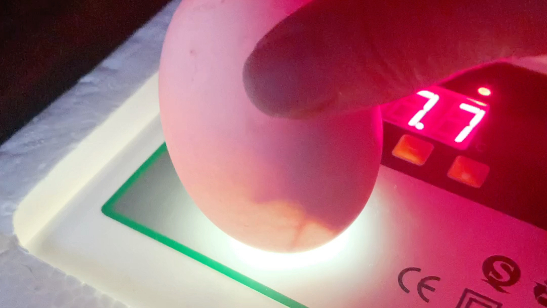 柯尔鸭蛋孵化的第八天. 樱桃谷鸭蛋孵化第十二天,生命在动