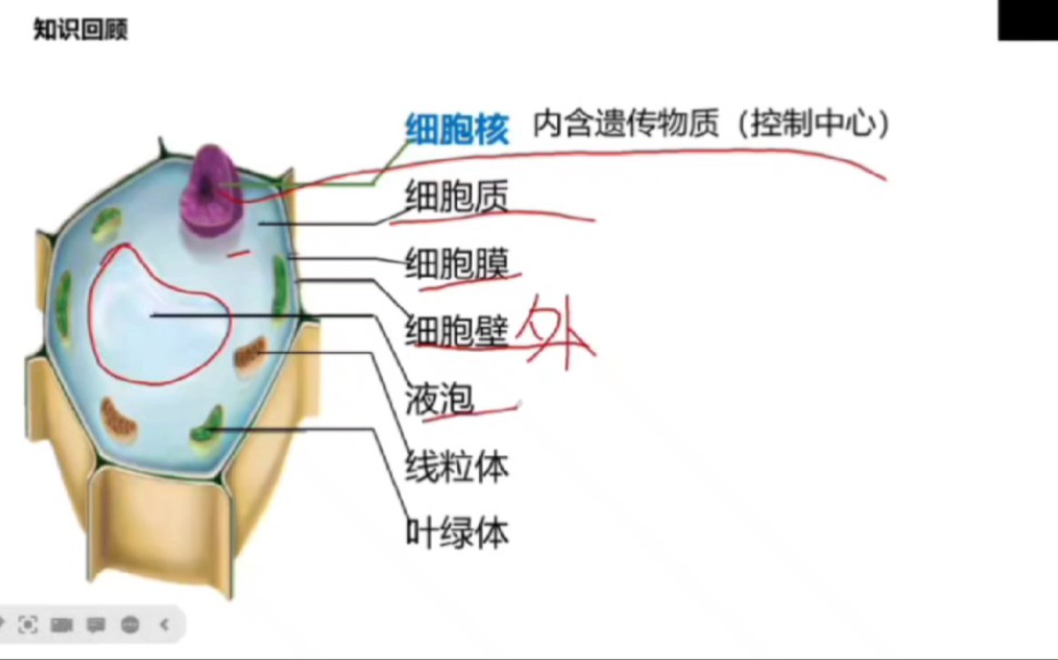 植物细胞的结构,最后一点一定要清楚哔哩哔哩bilibili