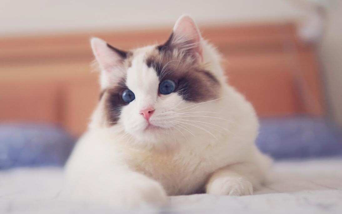 【布偶猫】今天给大家解释一下关于抽奖送小猫的情况!