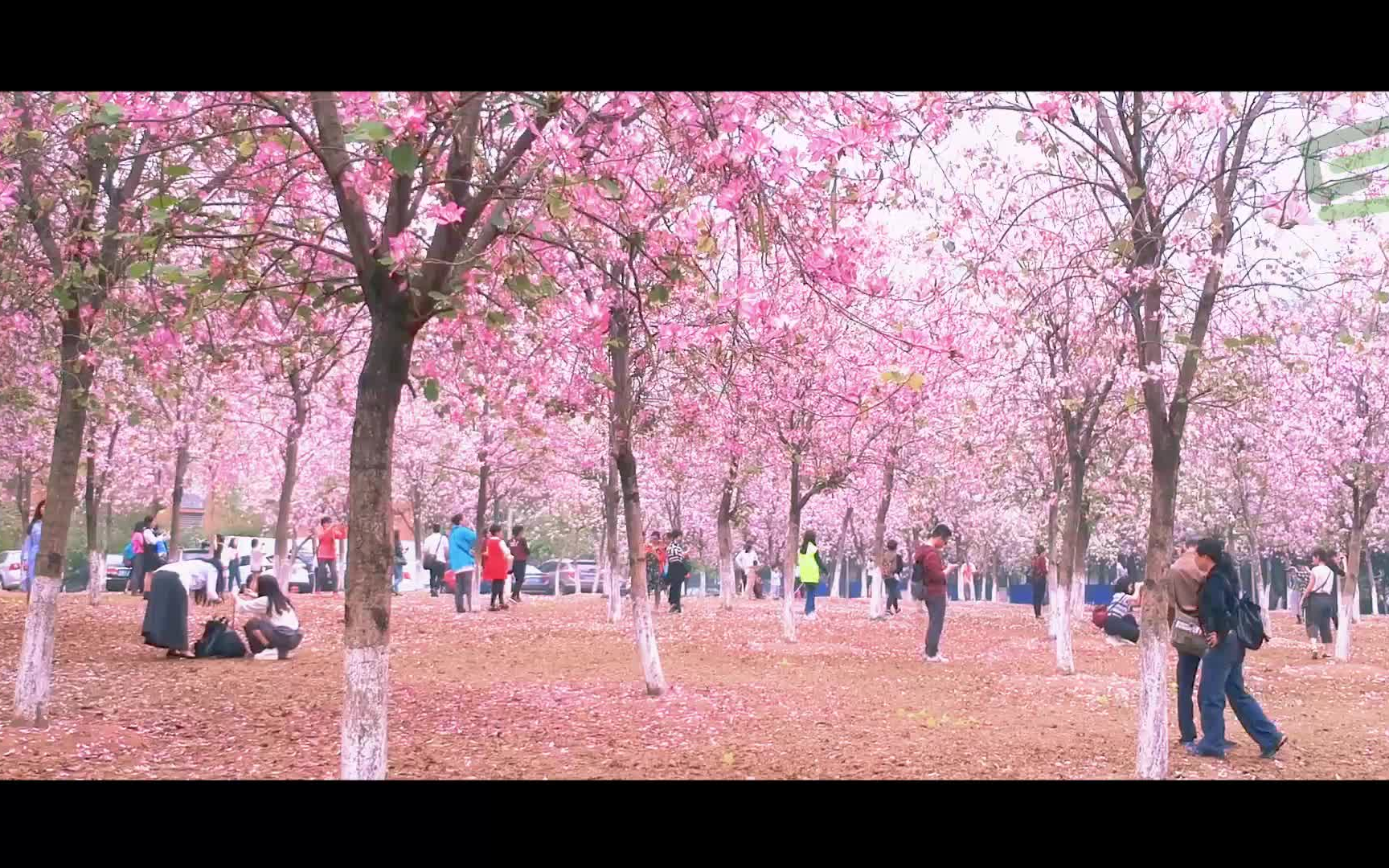 [图]喏~你想要的华南农业大学的花海